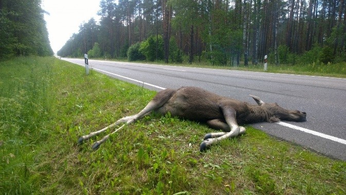 Dėl ko įvyksta susidūrimai su laukiniais gyvūnais?
