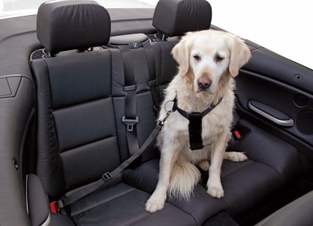 Kaip vežti gyvūnus automobilyje?